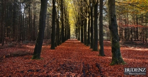 budenz-investigations-autumn-leaf-covered-roadV1